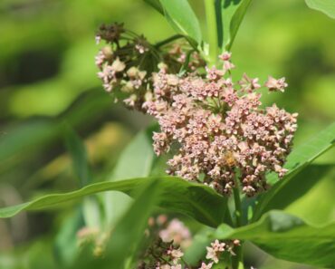 What is the easiest to grow milkweed?