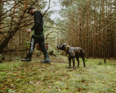 What to do if a dog eats potting soil?