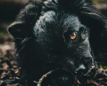 How to stop dogs from eating indoor plants?