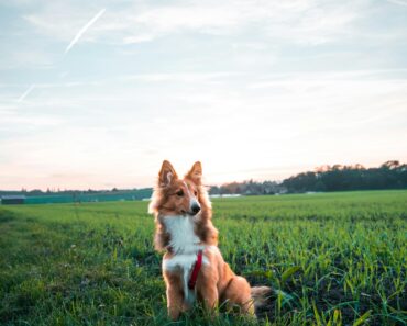 What smell keeps dogs away from plants?