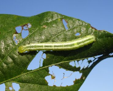 What is the best method of protecting plants from pests?