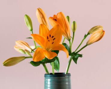 Do calla lilies bloom more than once?