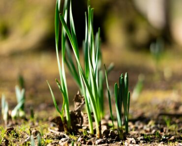 Where is the best place to plant lemongrass?