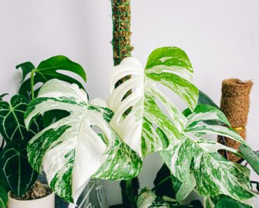 Can Monstera plants cause skin irritation?